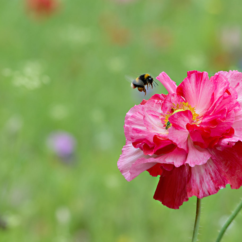 Wildflower Seeds