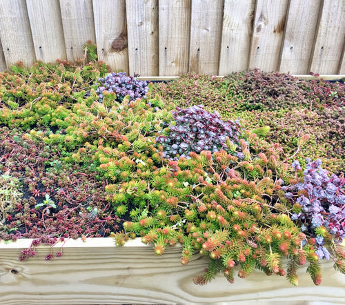 An example of various sedums and succulents in the planter roof of a Bluum Bin Store