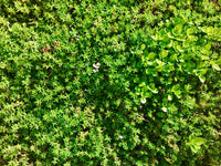 An example of sedum matting in our green roof planting area
