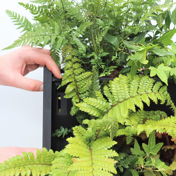 Vertical gardening with a living wall planting trough system 