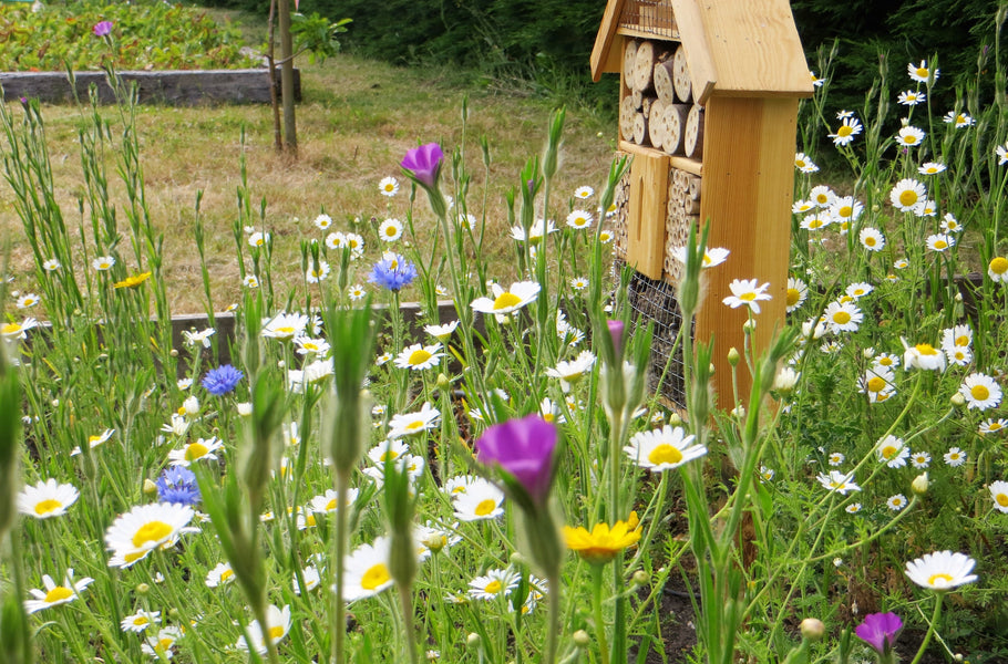 Wildflowers grown from seedballs in a garden