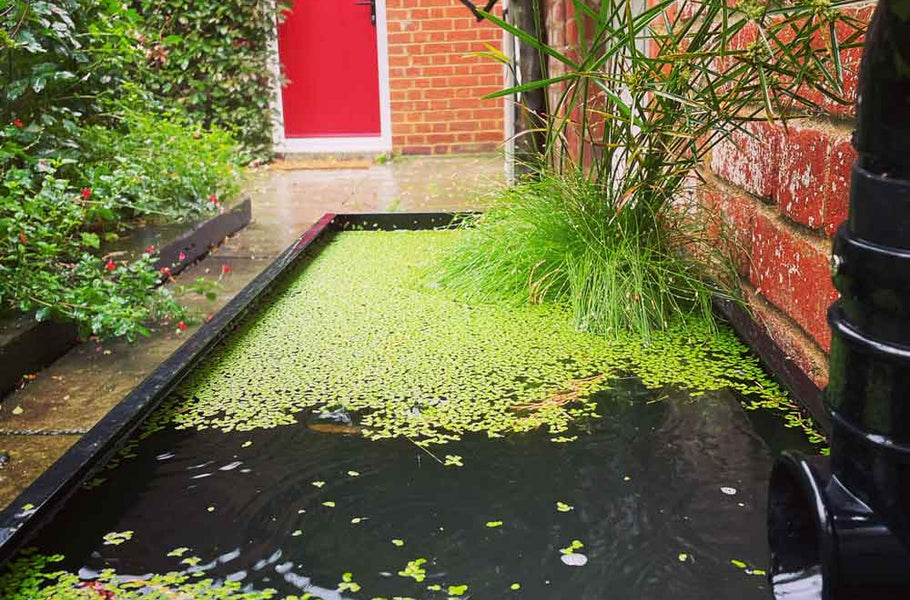 Sustainable water storage for rainwater in a dipping tank water butt