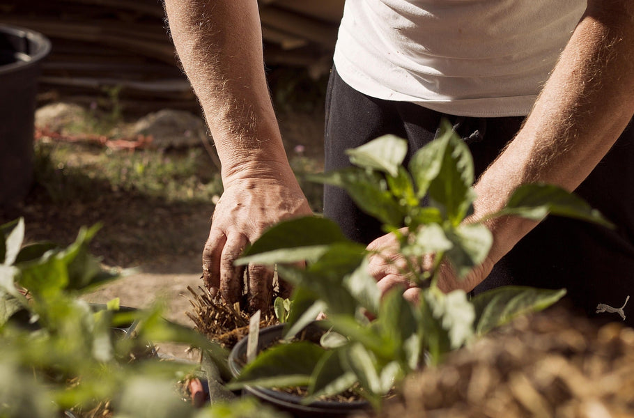 The end of Summer checklist for your garden