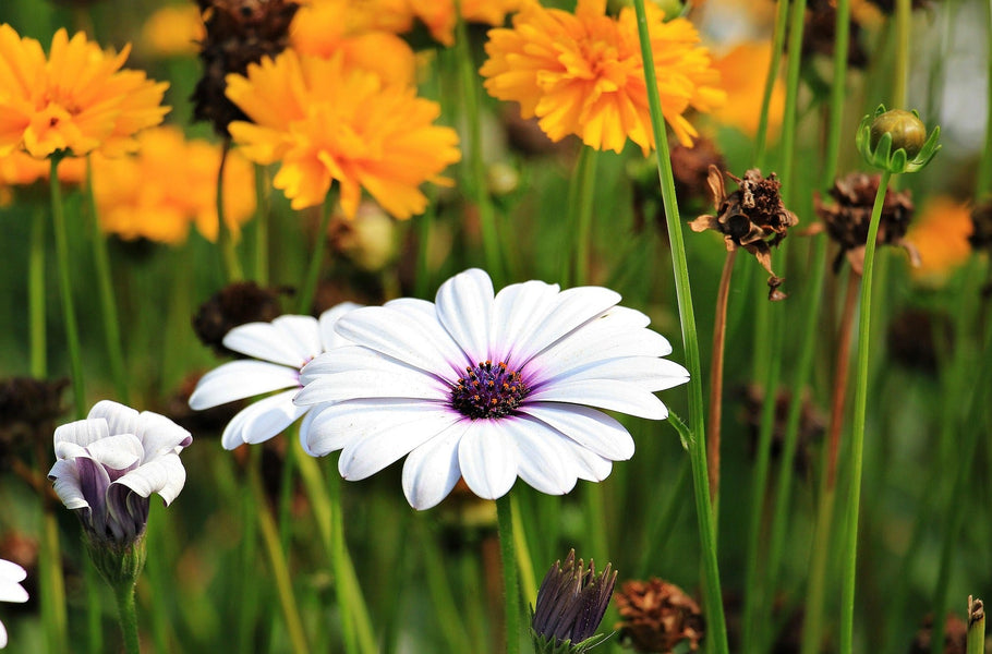 Preparing your garden for a hot summer