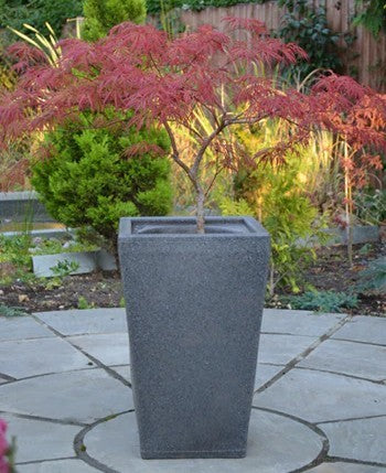 Barrington garden planter with an acer tree 