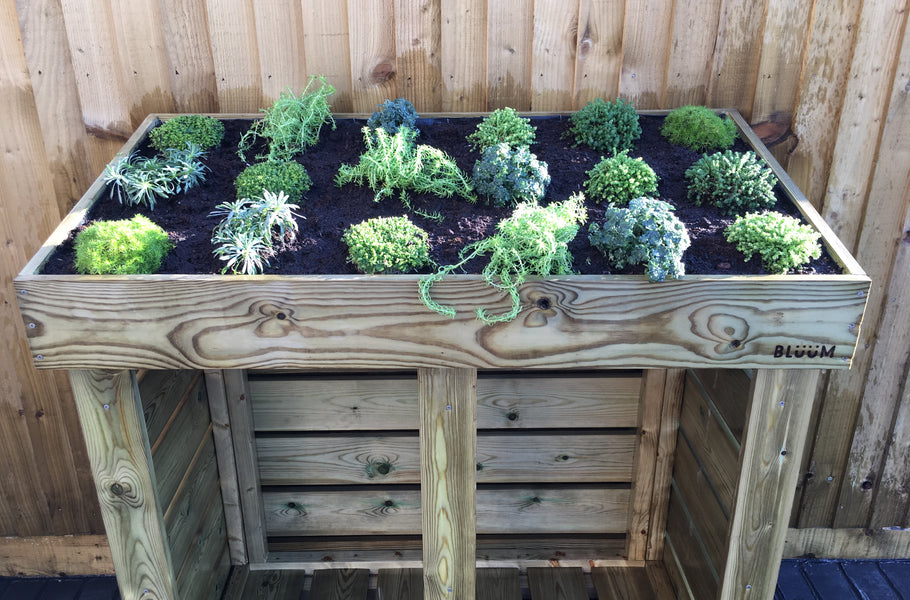 Green roof planting ideas for a Bluum Log Store