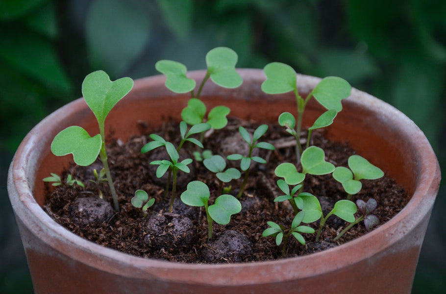 Wildflower seedballs starting to sprout