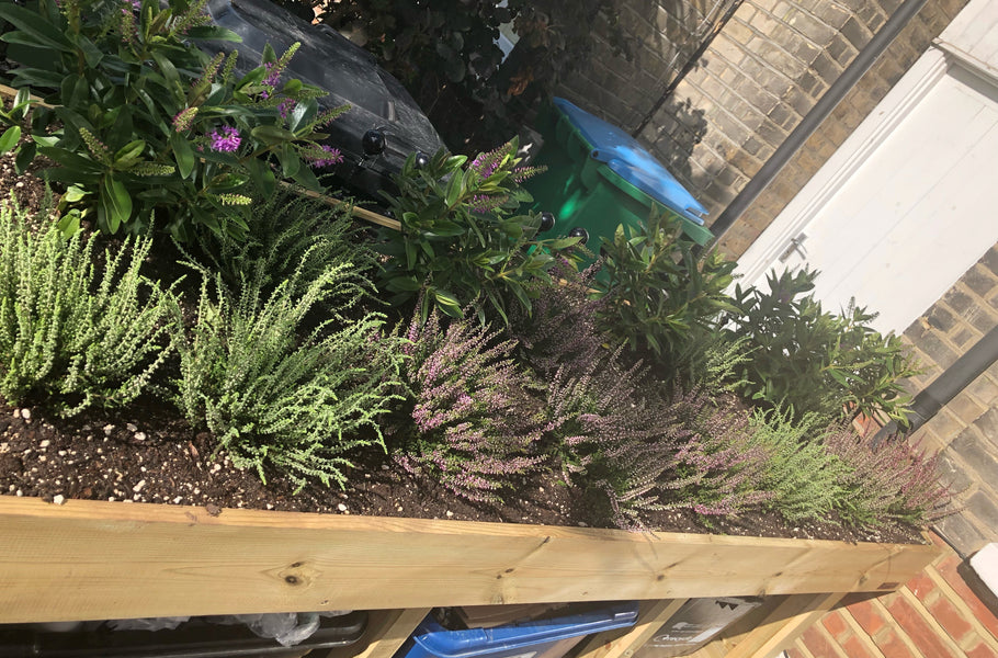 A green roof planter, on top of a recycling bin box store 
