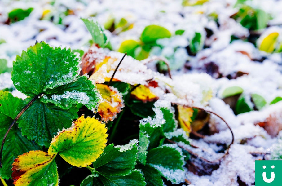 Preparing your garden for winter