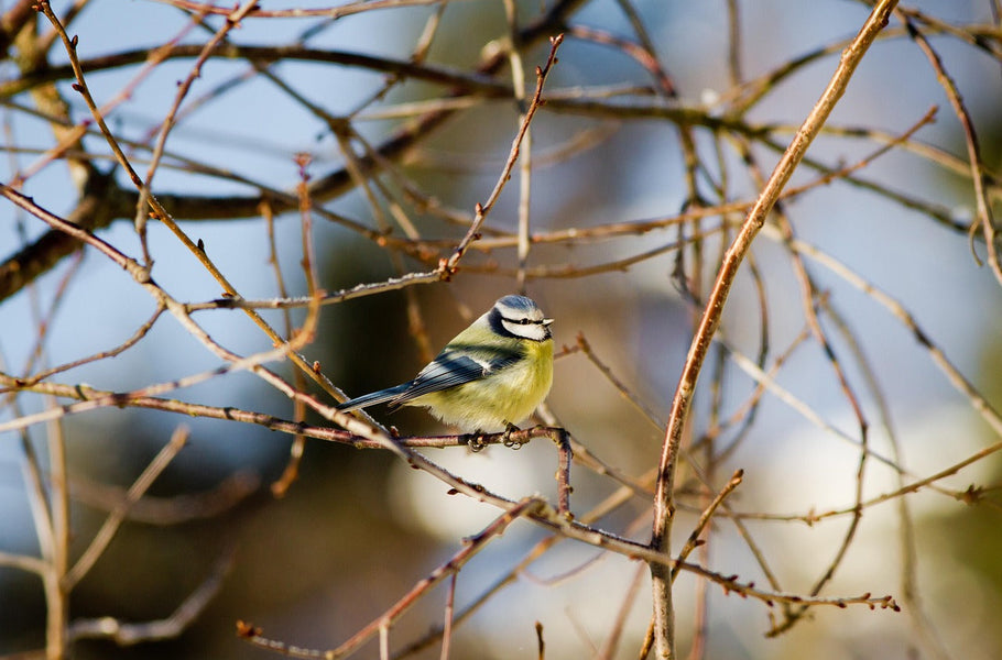 Winter gardening and new year garden resolutions