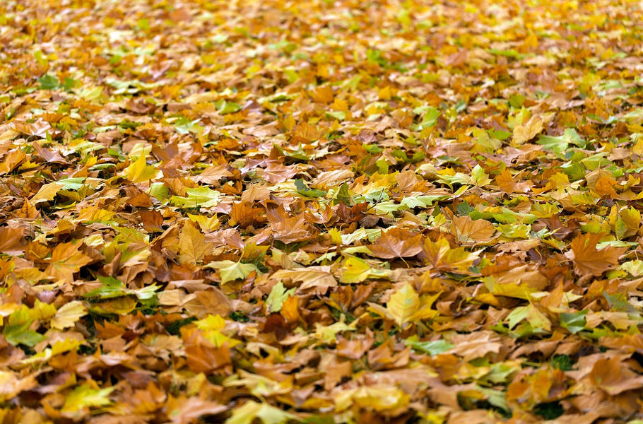 How to use autumn leaves, leaf fall