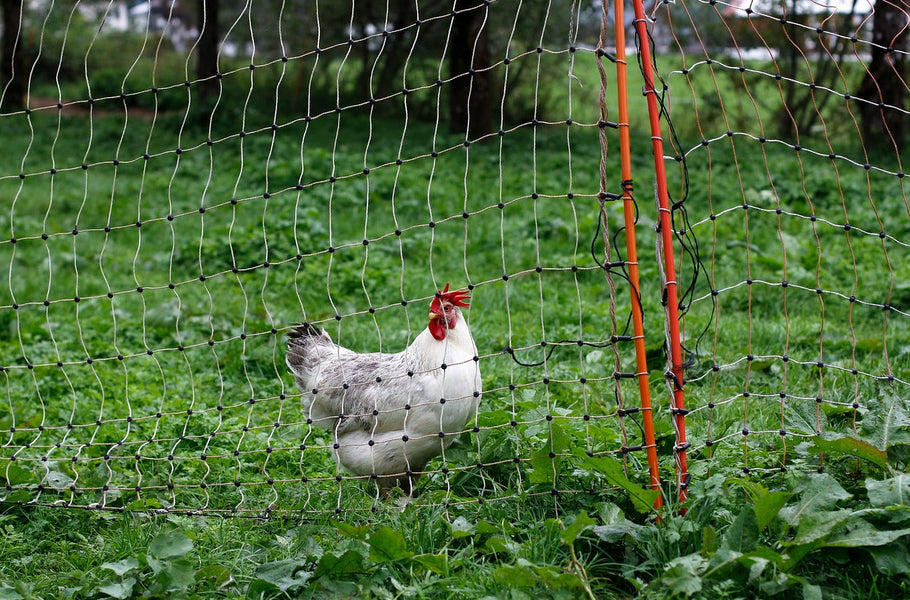 A guide to permaculture in your garden