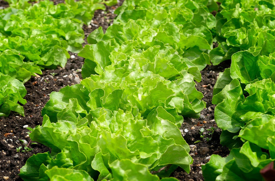 Growing your own fruits, vegetables, and herbs right at home 