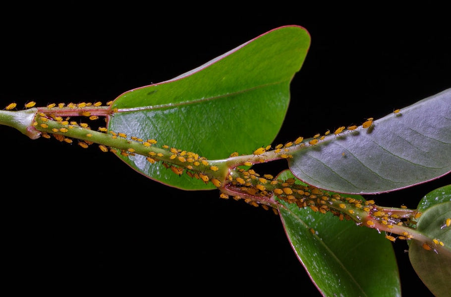 How to naturally deter pests from your garden