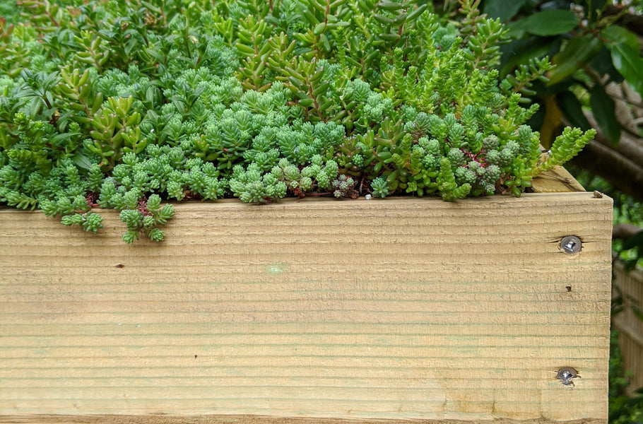 Green roof maintenance