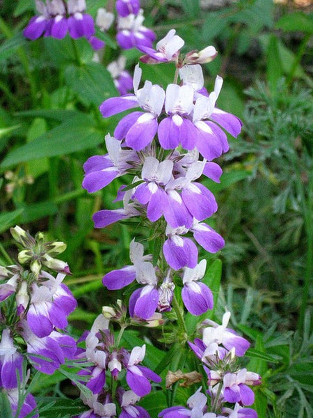 Native wildflowers