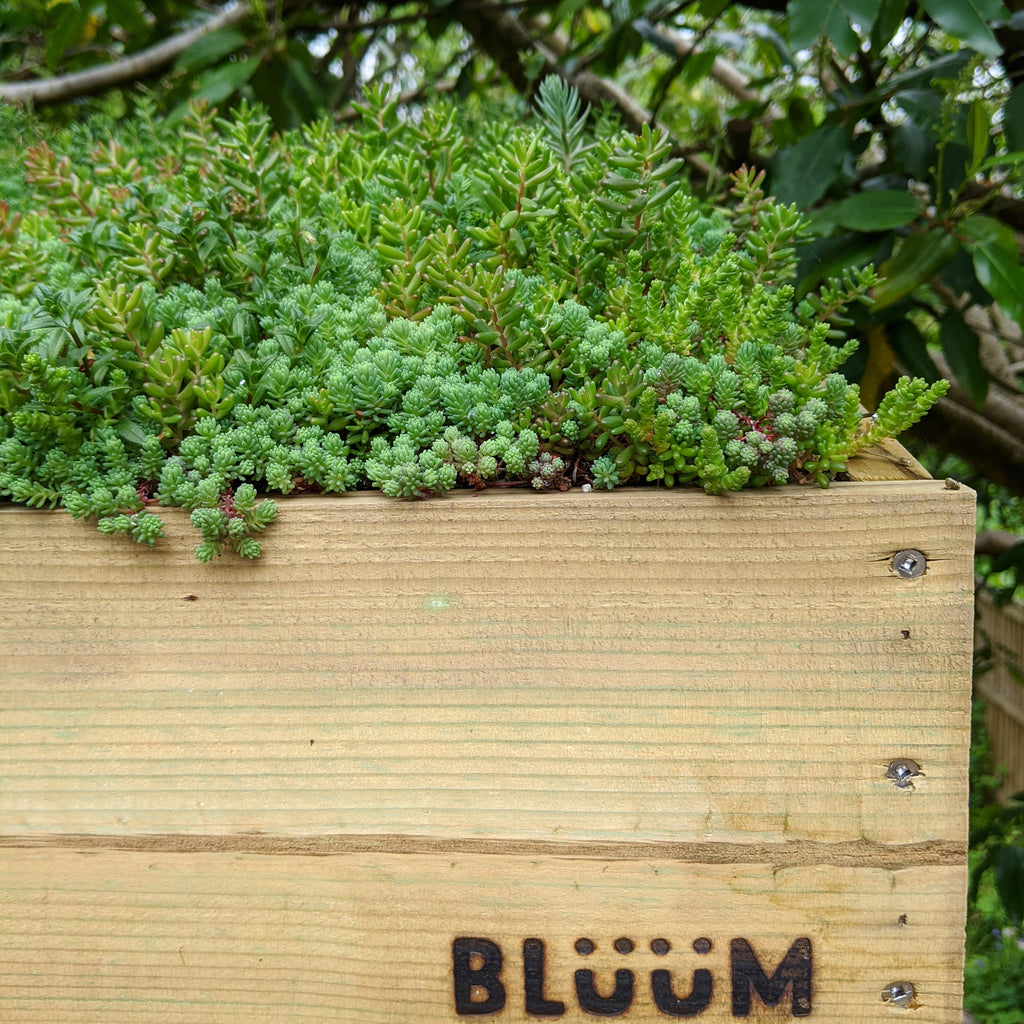 Green Roof Products