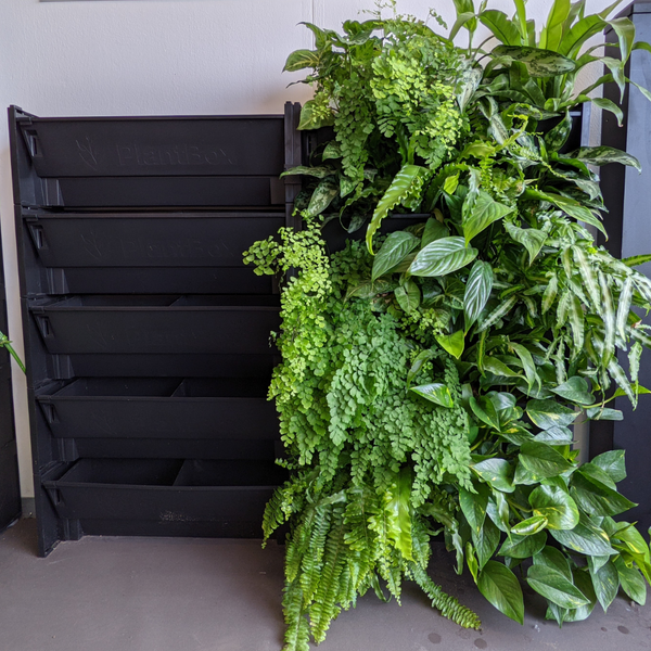 Living wall planter complete system for indoor jungle green wall. UK made, vertical garden system for indoors. Indoor vertical garden complete kit