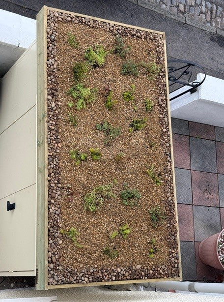 Green Roof Planter for Asgard Bike Shed