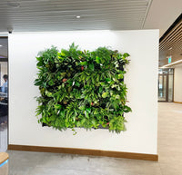 Living wall vertical garden planting boxes on an internal wall 