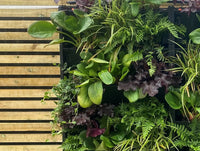 PlantBox living wall vertical garden system internal or external
