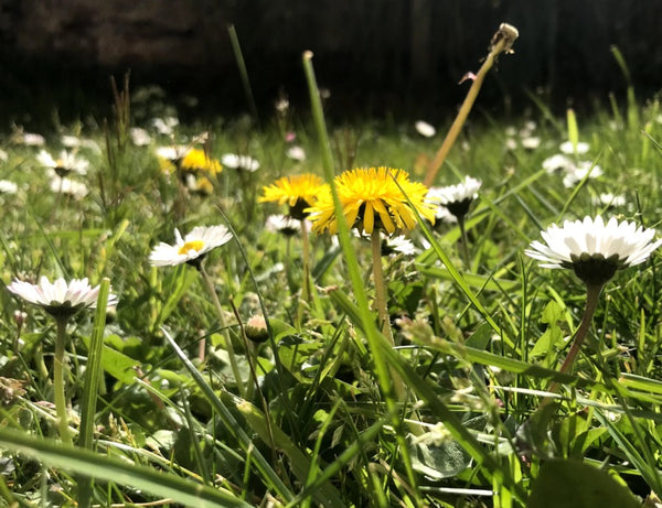 Wildflower seed balls perfect for a green roof or garden, to attract bees and pollinators. Green roof seeds, wildflower lawn, lawn flowers, green roof wildflowers, low-growing wildflowers, flowering lawn seeds