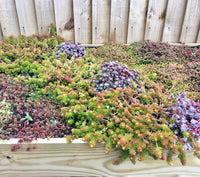 An example of various sedums and succulents in the planter roof of a Bluum Bin Store