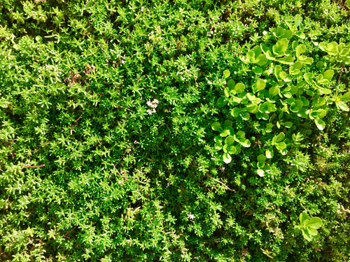 An example of sedum matting in our green roof planting area 